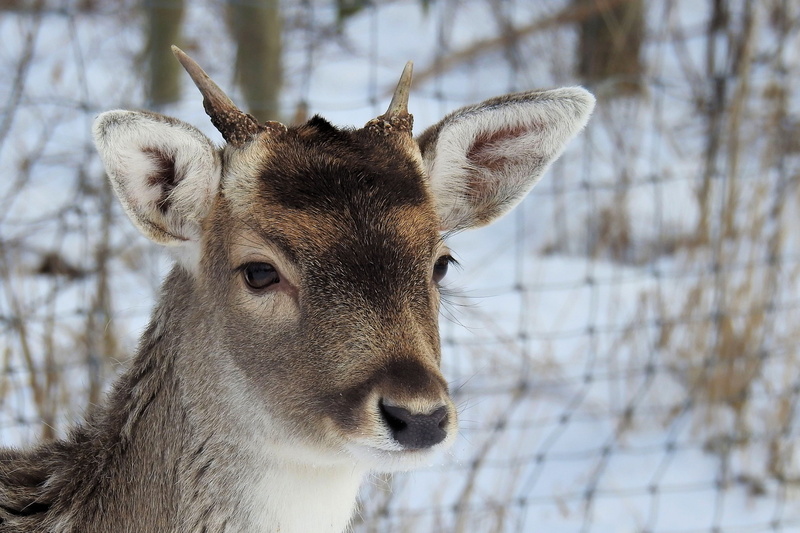scheu, fallow deer, brown, animal head, animal, nature, 4K, outdoors, mammal, animal wildlife, close-up, day, shallow, hirsch, photography, deer, black