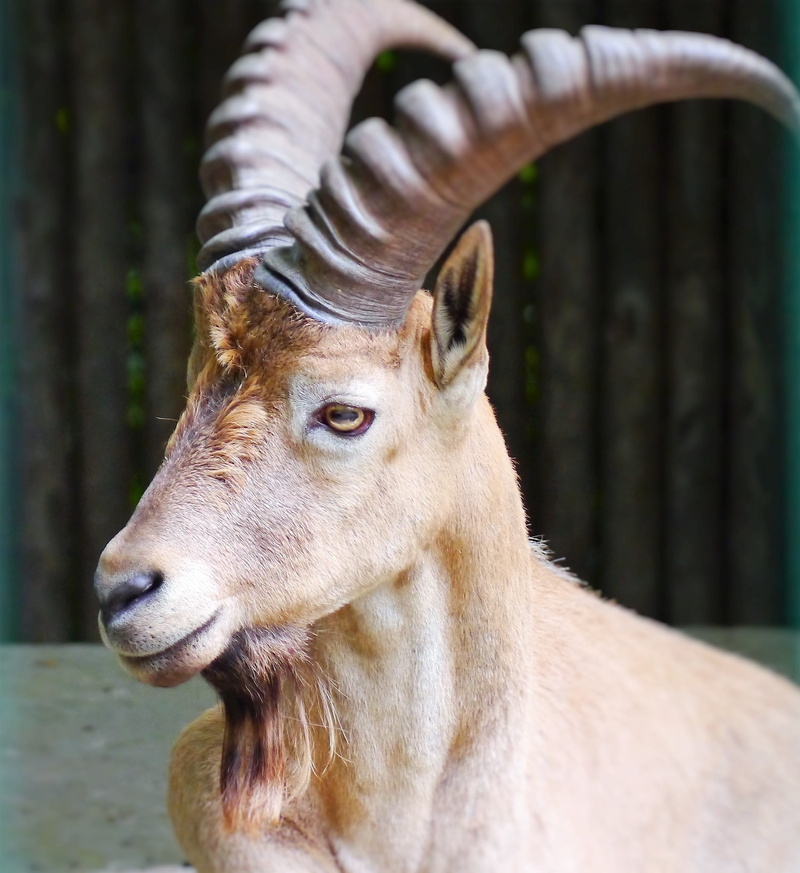 profile view, animal body part, nature, one animal, Horns, Capricorn, 2K, animals in the wild, close-up, domestic, focus on foreground, looking away, animal wildlife