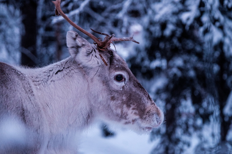 wilderness, antlers, plant, snow, animals in the wild, fur, nature, natural, male, close-up, winter, animal, head, outdoors, close, buck, forest, day, animal wildlife