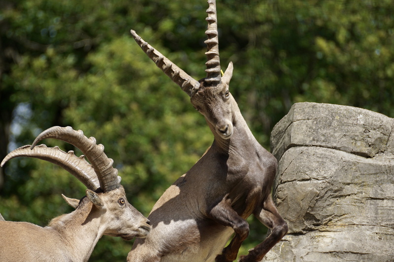 fight, force measurement, outdoors, vertebrate, rock, antler, rival, encounter, alpine, group of animals, animal head, day, mountains, animal body part
