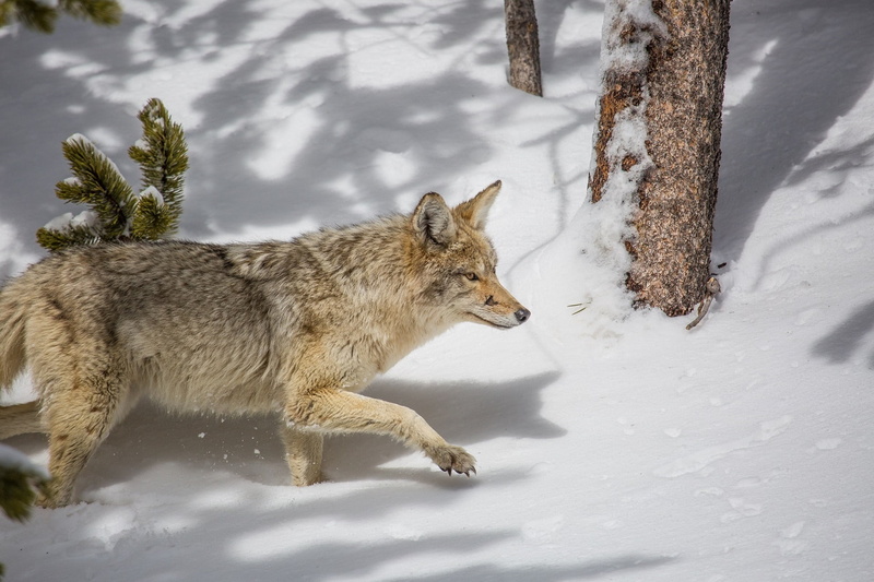 wolf, plant, portrait, animal themes, wild, coyote, animals in the wild, no people, outdoors, winter, predator, forest, stalking, wilderness, nature, carnivore