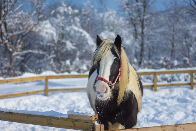 domestic, snowing, agriculture, young, snowcapped mountain, snow, 5K, pets, rural, fence, domestic animals, wooden, nature, grass, mammal, animal, one animal