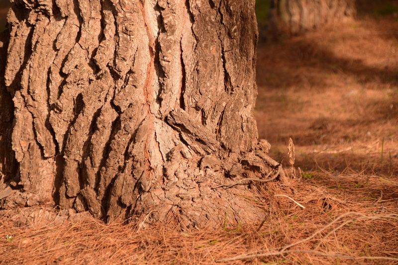 outdoors, bark, wood - material, field, autumn, 5K, trunk, tree, pine needles, strong, sunlight, tree Trunk, reliable, no people, sure, nature, brown