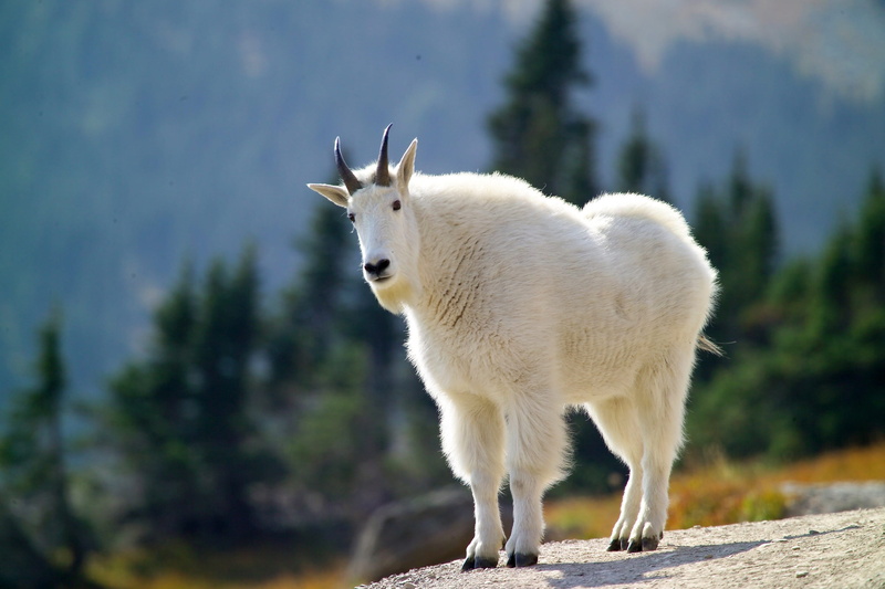 vertebrate, herbivorous, wilderness, livestock, summit, plant, standing, scenic, mammal, rocky mountain goat, animal wildlife, climber, focus on foreground