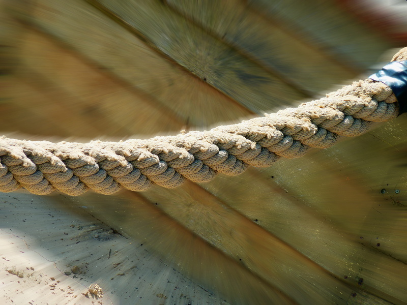 animal, fixing, animals in the wild, sure, sunlight, vertebrate, wood - material, animal themes, animal scale, no people, selective focus, snake, focus on foreground