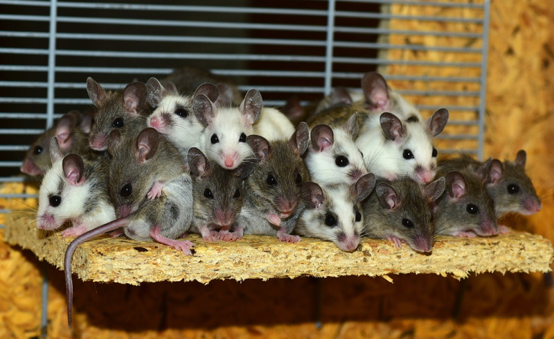group of animals, button eyes, medium group of animals, young, hungry, puppy, close, sure, animal family, domestic animals, young animal, vertebrate, cage