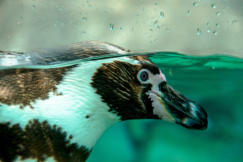 young animals, underwater, vertebrate, plumage, brown, animal wildlife, recovered, zoo, cute, diving, young, animal themes, animal world, nature, transparent