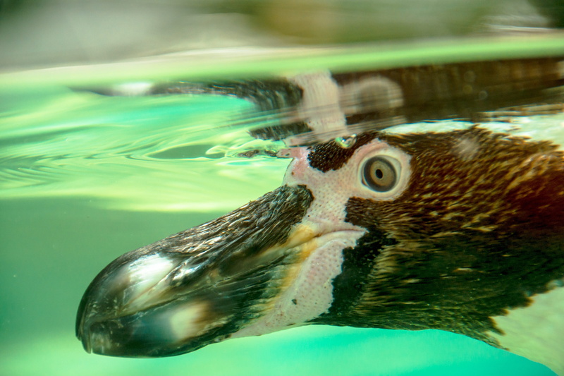 animal portrait, animal head, cute, animals in the wild, animal body part, rest, recovered, outdoors, young animals, small, young, blue, aquatic animal