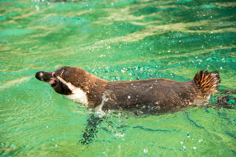 mammal, bird, wildlife photography, swimming pool, relax, family, vertebrate, canine, animal wildlife, no people, Animal, motif, waterfowl, animal themes