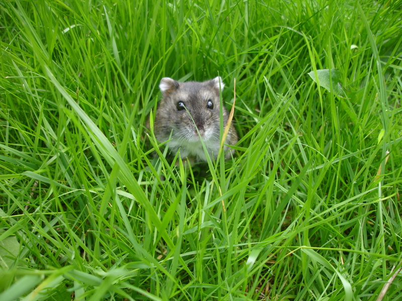 russian, dwarf, fluffy, chomik, Nano, hamster, gray, in the Garden, green, green grass, Russian Dwarf Hamster, grass, fur, rodent, chinchilla, 2K, mouse