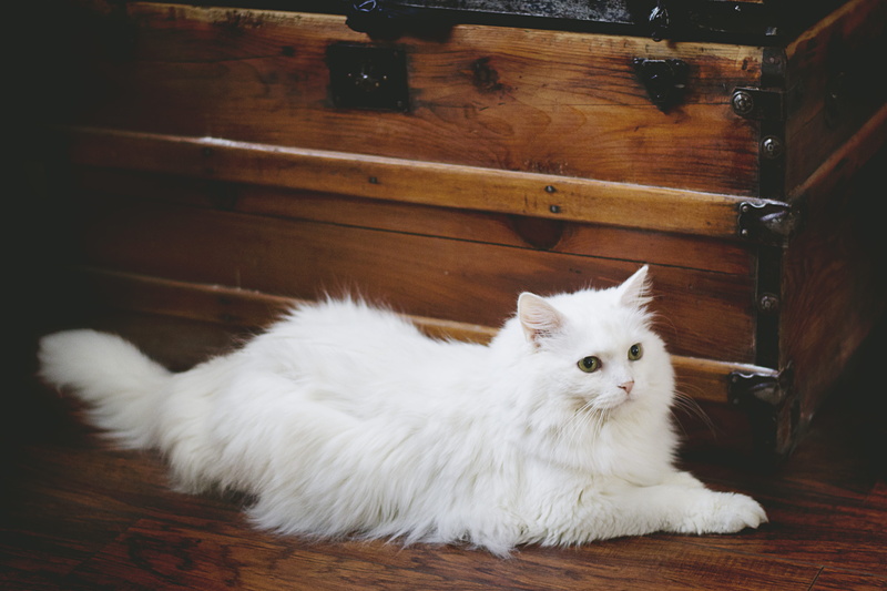 beside, relaxation, wooden, no people, looking, wood, kitten, white, white color, persian cat, wood - material, brown, lying, mammal, domestic, pet, flooring
