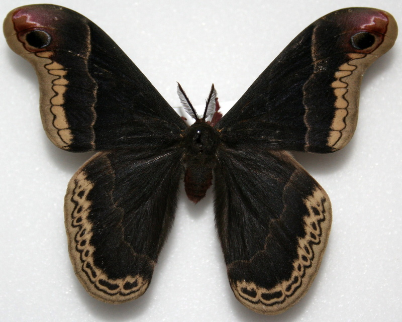 no people, animal themes, animals in the wild, studio shot, Promethea Silkmoth, animal wildlife, animal body part, indoors, macro, one animal, 1080P, close-up