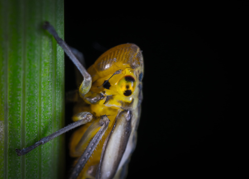 animal body part, insect, nature, bug, animal, gray, close up, cricket insect, macro, green color, wing, yellow, cockroach, leaf, outdoors, animal eye