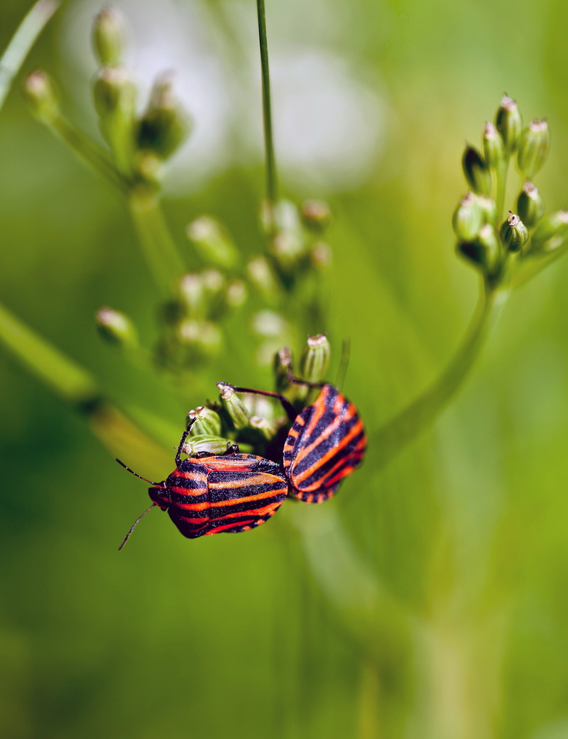red, macro, meadow, focus on foreground, multiplication, baldaszówka, insect, banded, plant, pest, flowering plant, bugs, fragility, butterfly - insect