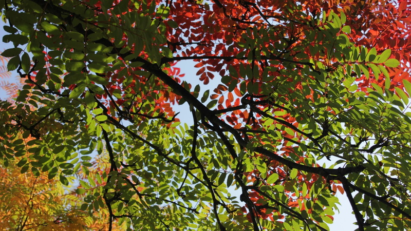 1080P, nature, branch, leaves, trees, red leaves, fall