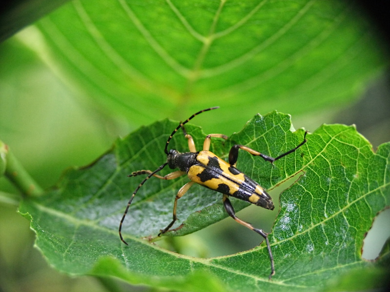 one animal, no people, color, day, pest, animal wildlife, wildlife, 4K, arthropod, animals in the wild, outdoor, garden, plant part, animal, close-up
