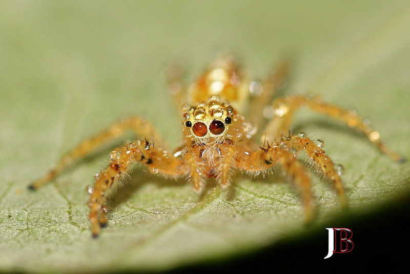 images, insects, macro, spiders, 720P, background, nature, zoom, closeup