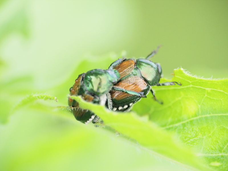 bug, day, zoology, wildlife, no people, plant part, selective focus, animals in the wild, animal wildlife, pest, invertebrate, leaves, animal eye, nature
