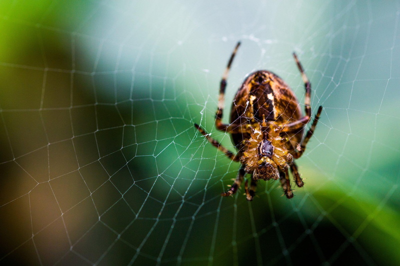 closeup, insects, image, nature, 1080P, zoom, gallery, spiders, macro