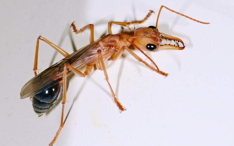 animals In The Wild, indoors, 2K, spooky, flying, arthropod, one animal, macro, brown, wall - building feature, nature, animal, biology, animal Leg, insect