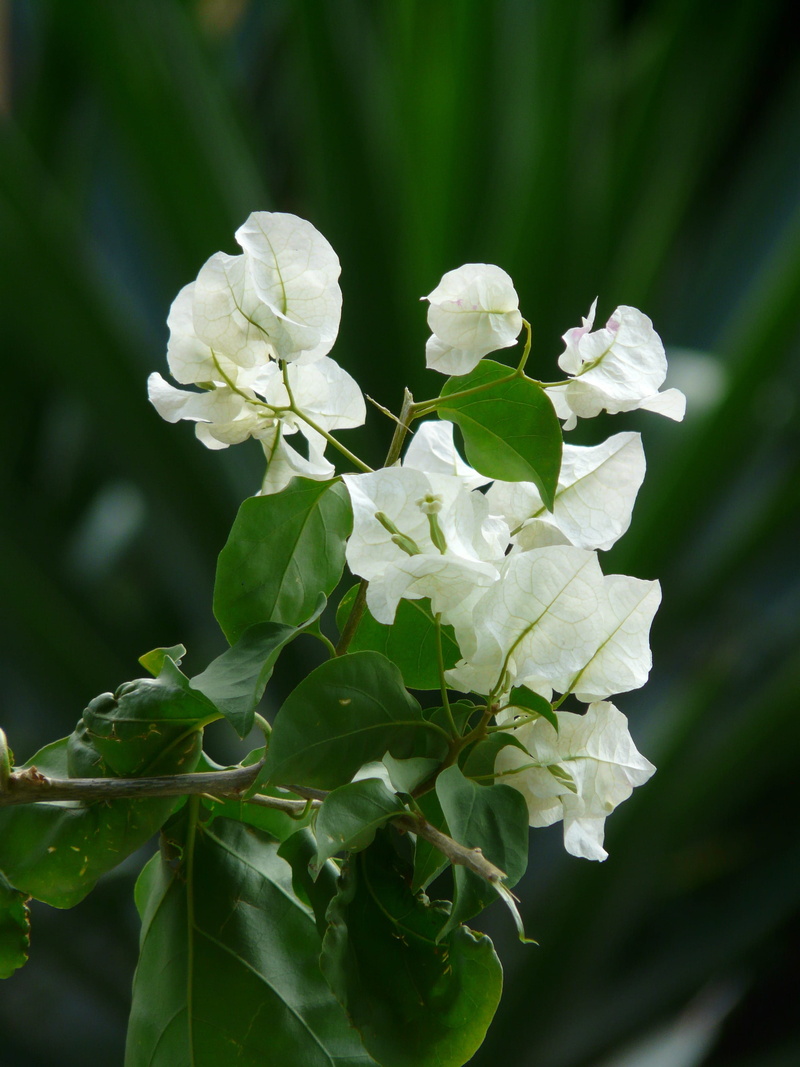Flower, growth, White, flowering plant, nature, flora, vulnerability, plant part, leaf, freshness, white color, green Color, mediterranean, splendor, 2K
