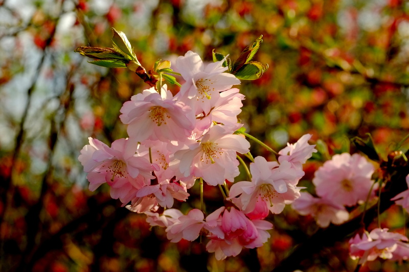 branch, cherry blossom, blossom, plant, growth, trees, white blossom, beautiful, bloom, vulnerability, flower, flower head, rheinland, 4K, cherry, tree