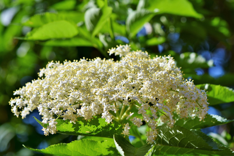 lilac, focus on foreground, freshness, flower, growth, holler, plant part, cluster, berries, unripe berries, holder, elderberries, vulnerability, focus