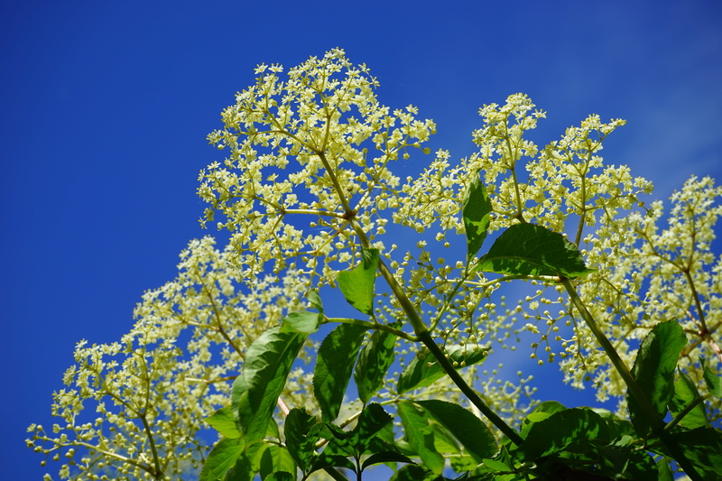 adoxaceae, branch, sambucus nigra, white, flowers, close-up, blue, green color, sky, blossom, nature, freshness, no people, growth, flower head, fragility