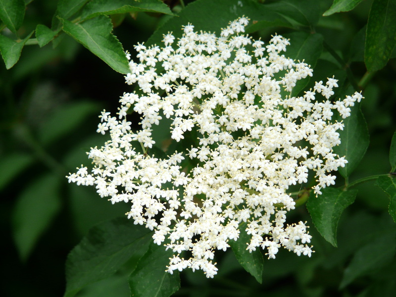 lilac, plant part, day, flower, elder, flowering plant, beauty in nature, tree, white, blossom, leaf, green color, growth, focus on foreground, black elderberry