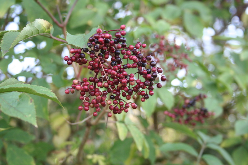 black elderberry, plant, food, day, focus on foreground, elderberry flower, leaf, wellbeing, fruit, freshness, growth, plant part, close-up, beauty in nature