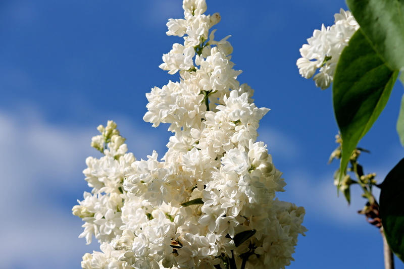 decorative bush, white color, cherry blossom, lilac tree, lilac branch, lilac bouquet, fragrance, focus on foreground, ornamental shrub, nature, flower Head