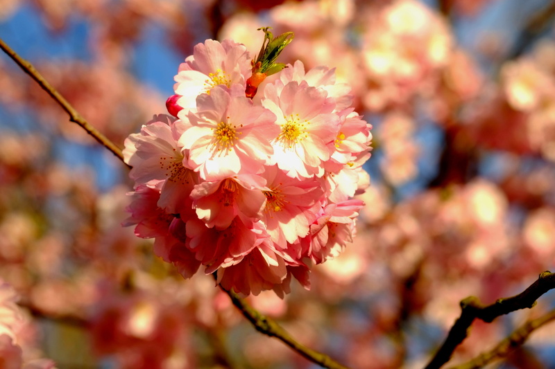 bloom, flower, white, cherry tree, outdoors, blossom, plant, growth, beauty in nature, fruit tree, day, Spring, tree, Blossom, flower head, Cherry Blossom