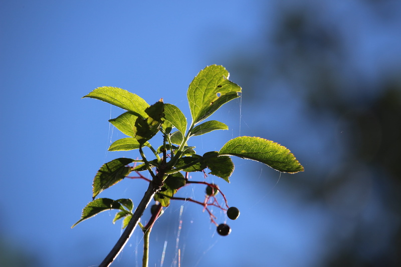 sambucus nigra, holder bush, focus on foreground, black elderberry, no people, green color, elderberries, fragility, beauty in nature, nature, low angle view