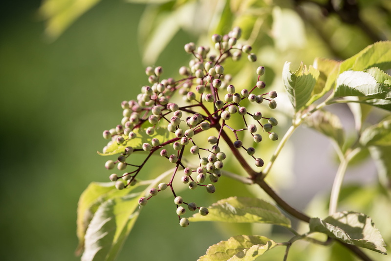 elder, outdoors, garden, tree, flowering plant, late summer, vulnerability, eat, plant, berries, growth, freshness, fruits, vitamins, unripe berries, beauty in nature