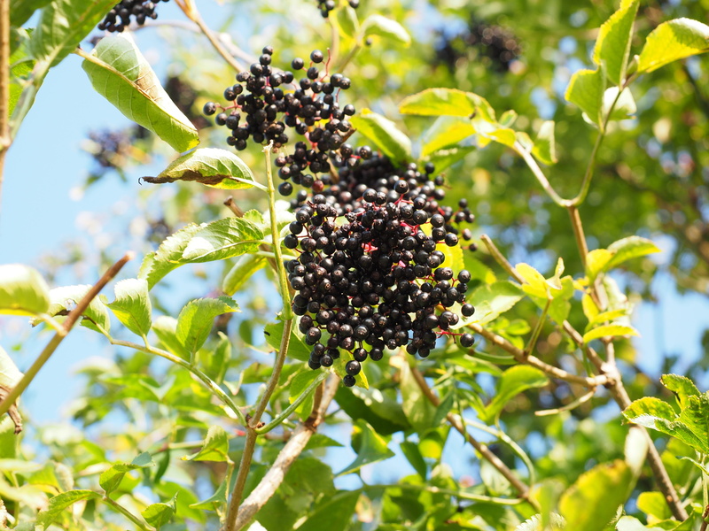 sambucus, plant part, green Color, food, growth, black elderberry, leaf, healthy eating, holler, outdoors, fruit, food and drink, lilac berries, holder