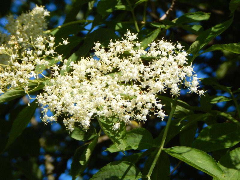 fragrance, white green, black elderberry, no people, flowering plant, plant, bush, beauty in nature, springtime, inflorescences, holler, white, flower head