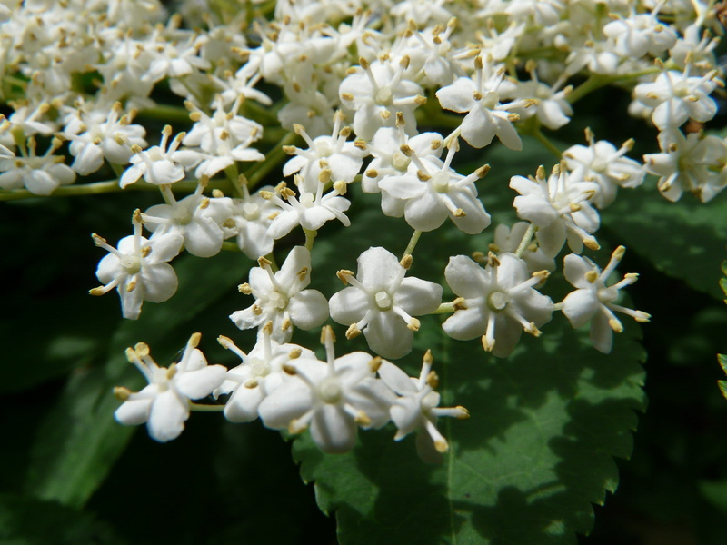 flower head, petal, tree, bush, flowering plant, close-up, fragility, no people, flower, bloom, vulnerability, day, blossom, 2K, white, springtime, elder
