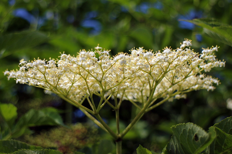no people, outdoors, green color, field, inflorescence, elderberry flower, selective focus, sambucus, fragility, blossom, 5K, leaf, bloom, close-up, focus on foreground