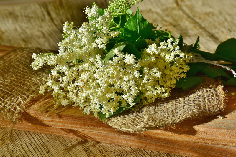 Elder, flower, holder, plant, sambucus, wellbeing, holder bush, flowering plant, White, leaf, sambucus nigra, green color, wood - material, Elderflower