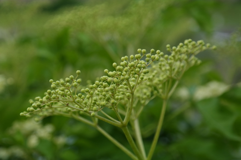 fragility, green, elderberries, medicinal plant, no people, cure, freshness, beauty in nature, focus on foreground, tranquility, close-up, leaf, black