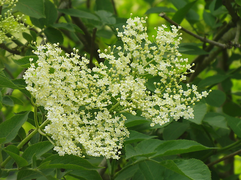 beauty in nature, bunch of flowers, White, inflorescences, food and drink, sambucus nigra, green color, 2K, leaf, elder, petal, white, day, vulnerability