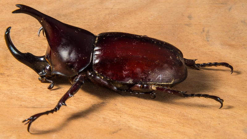 brown, table, one animal, beetles, high angle view, invertebrate, scarab Beetle, Tropical, freshness, animal wildlife, studio shot, food and drink, no people