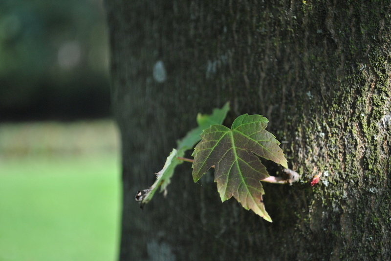 one animal, ant, tree trunk, insect, Trunk, tree, growth, plant part, Tree, no people, selective focus, focus on foreground, 4K, trunk, close-up, green color