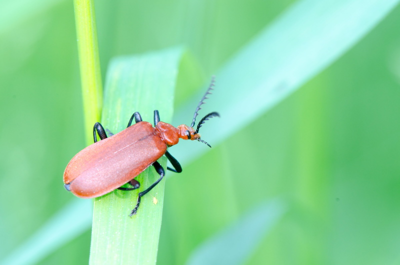 animal, invertebrate, nature, outdoors, green Color, leaf, animal themes, Insect, pest, Soldier Beetle, focus on foreground, plant part, grass, 4K, no people