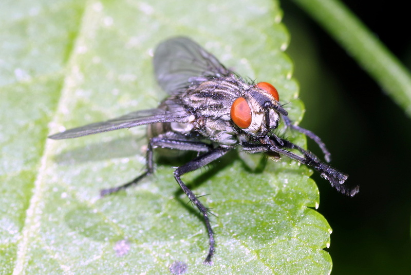 nature, Macro, legs, close-up, red, animal themes, arthropod, one animal, animal eye, 2K, plant, leaf, animal wildlife, zoology, animals in the wild, outdoors