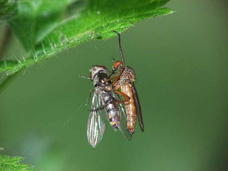 hunting, wild, no people, macro, Insect, animals hunting, summer, animal themes, 4K, fly, species, environment, powerful, plant part, black, plant, food