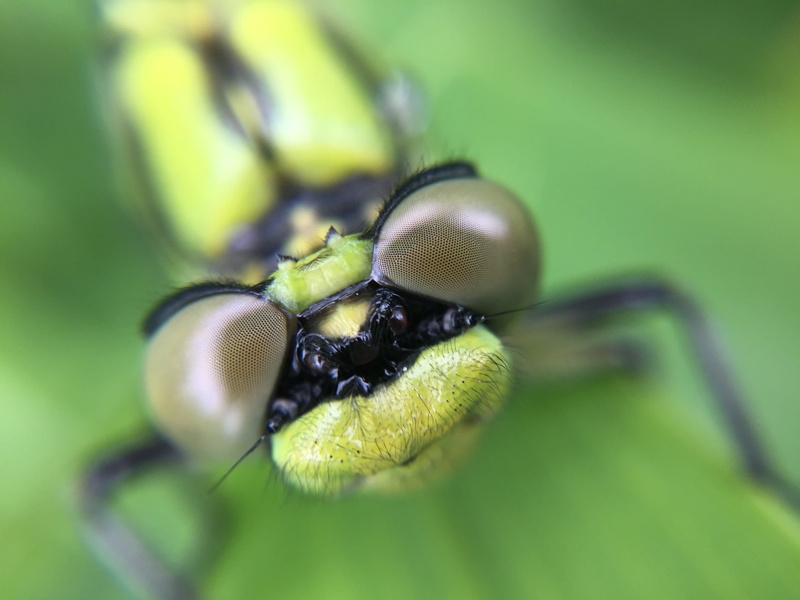 invertebrate, wildlife, close-up, animal wing, animal body part, animals in the wild, one animal, outdoors, bug, selective focus, small, insect, green color
