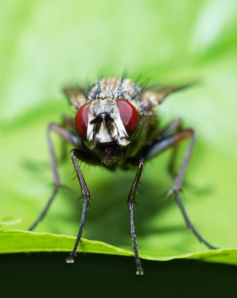 animal, animals in the wild, insect macro, leaf, fly, animal themes, animal leg, hairy, animal wildlife, no people, day, eye, nature, zoology, compound eyes