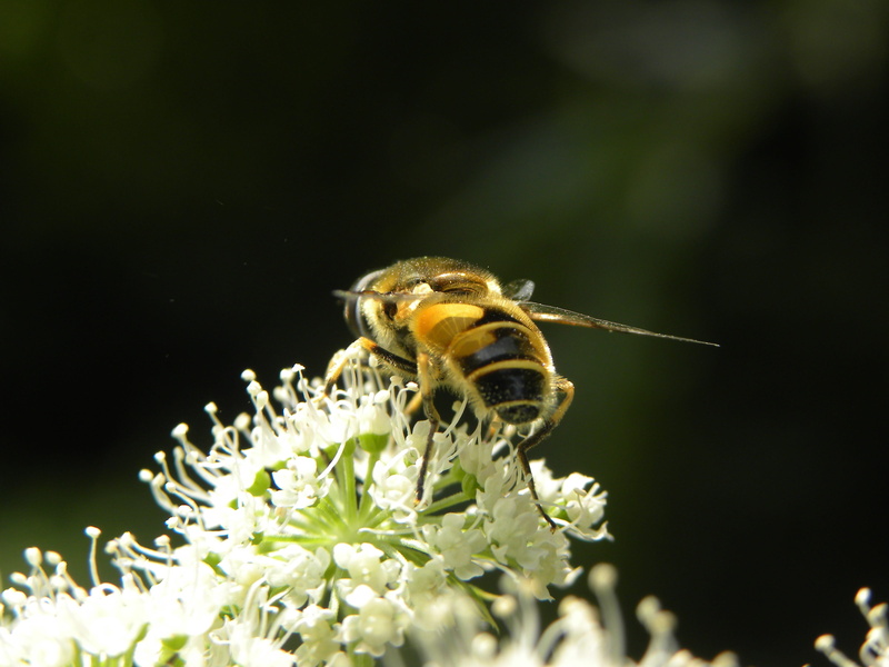 Close Up, animal wildlife, fragility, pollen, Bee, close-up, summer, 4K, animal themes, macro, freshness, insects, bees, animal, vulnerability, Bug, animals in the wild