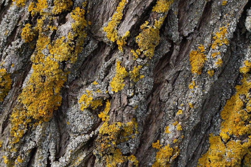 macro, tree eyes, yellow, of course, leaf, natural condition, tree Trunk, rough, brown, rock - object, Bark, plant bark, texture, tribe, plant, no people